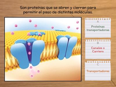 Membrana Plasmatica Recursos Did Cticos