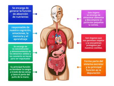 Principales Organos Del Cuerpo Humano Recursos Did Cticos