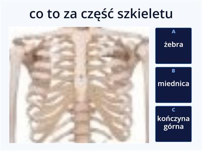 Szkielet Czlowieka Materia Y Dydaktyczne