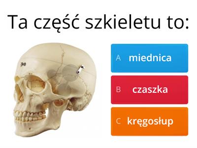 Biologia Uk Ad Kostny Materia Y Dydaktyczne