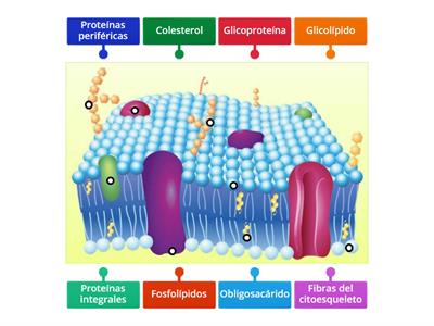 Membrana plasmatica Recursos didácticos