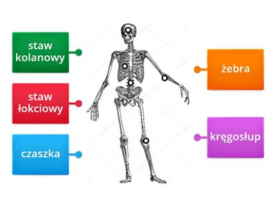 Szkielet Osiowy Materia Y Dydaktyczne