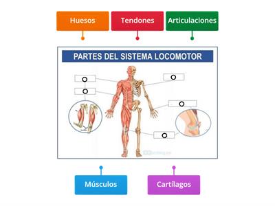 Cuidado Del Sistema Locomotor Recursos Did Cticos