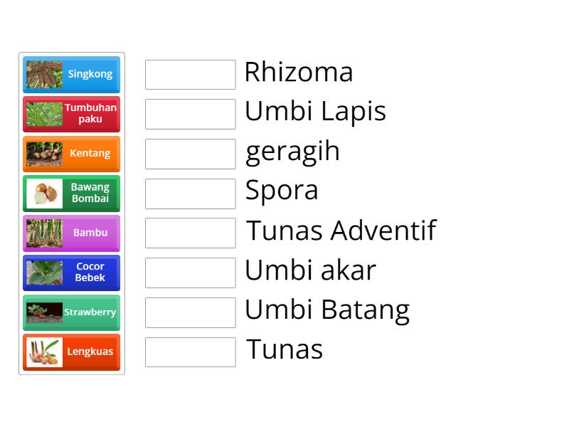 Perkembangbiakan Vegetatif Alami Pada Tumbuhan Match Up