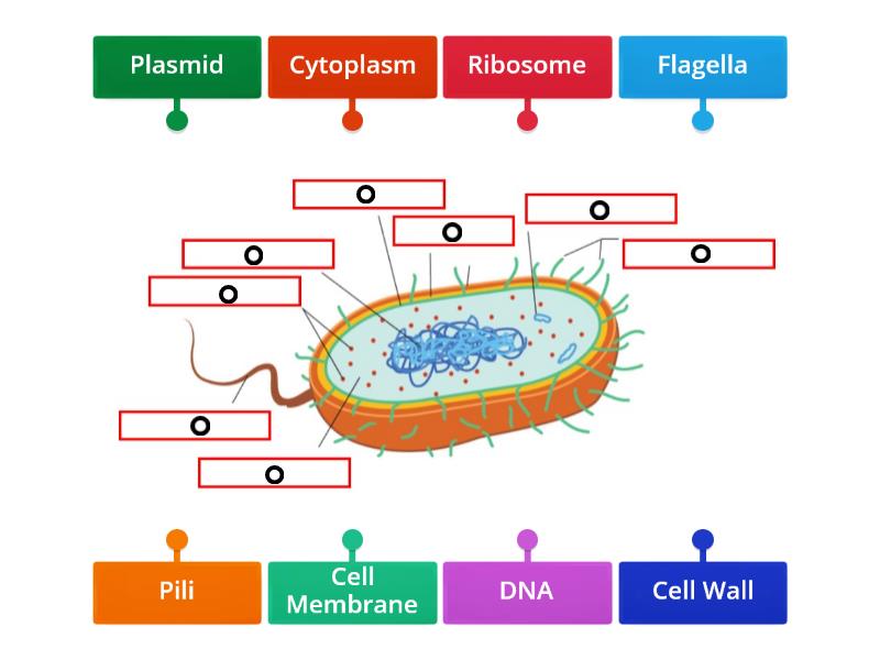 Cell Organelles Bacteria Diagrama Con Etiquetas