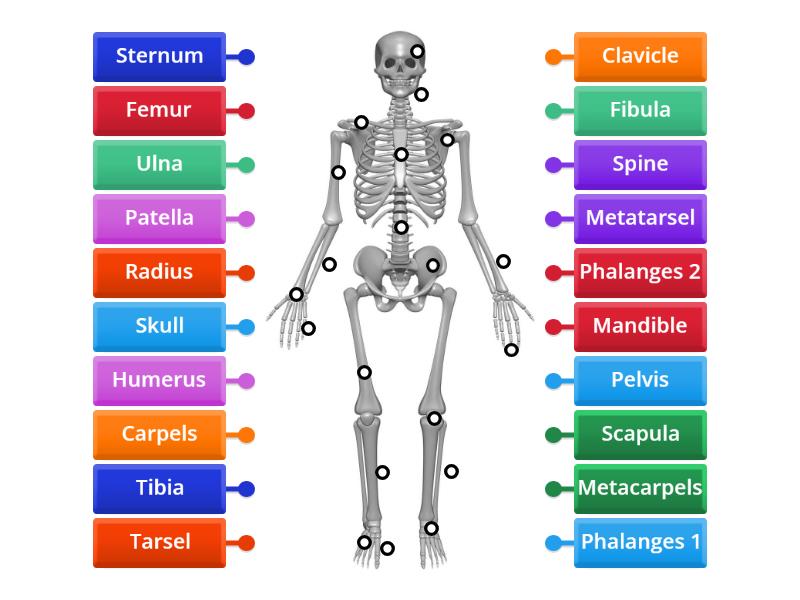 Skeleton Labelled Diagram