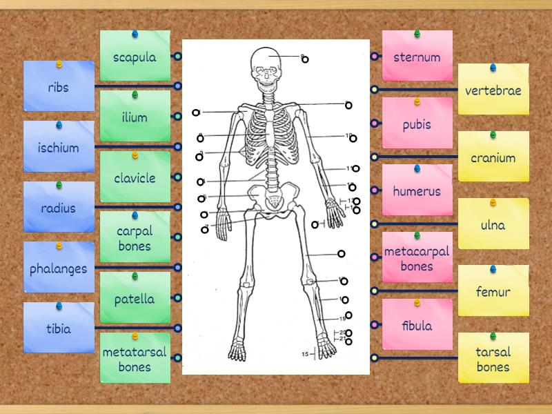 Label The Bones Of The Human Skeleton Labelled Diagram