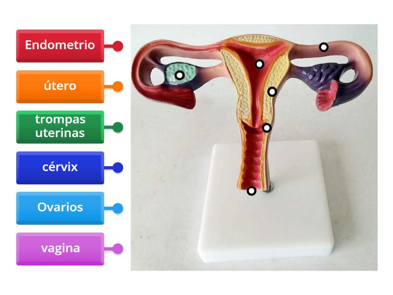 Aparato Reproductor Femenino Labelled Diagram