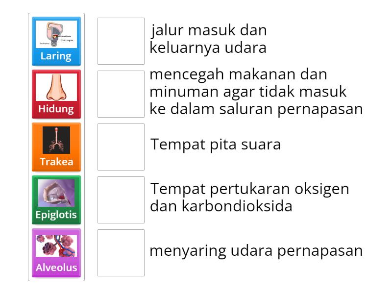 Pasangkanlah Organ Pernapasan Dengan Fungsinya Dengan Benar Match Up