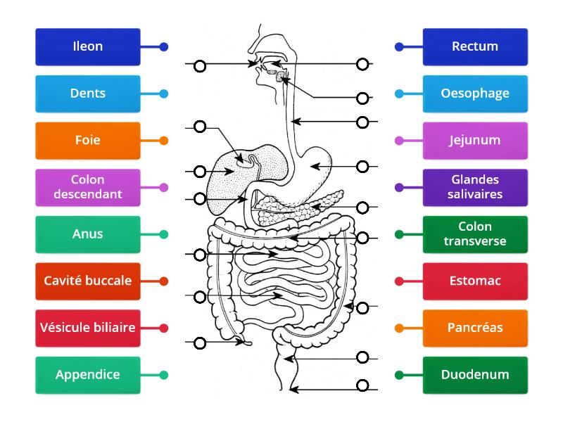 Appareil Digestif Humain Labelled Diagram