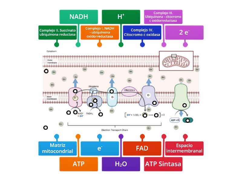 Completa La Cadena Transportadora De Electrones Labelled Diagram