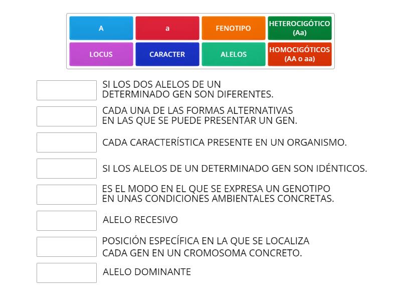 INTRODUCCIÓN A LA GENÉTICA 4º ESO Une las parejas