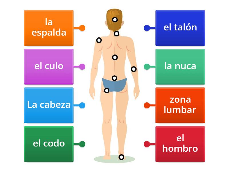 Las Partes Del Cuerpo Labelled Diagram