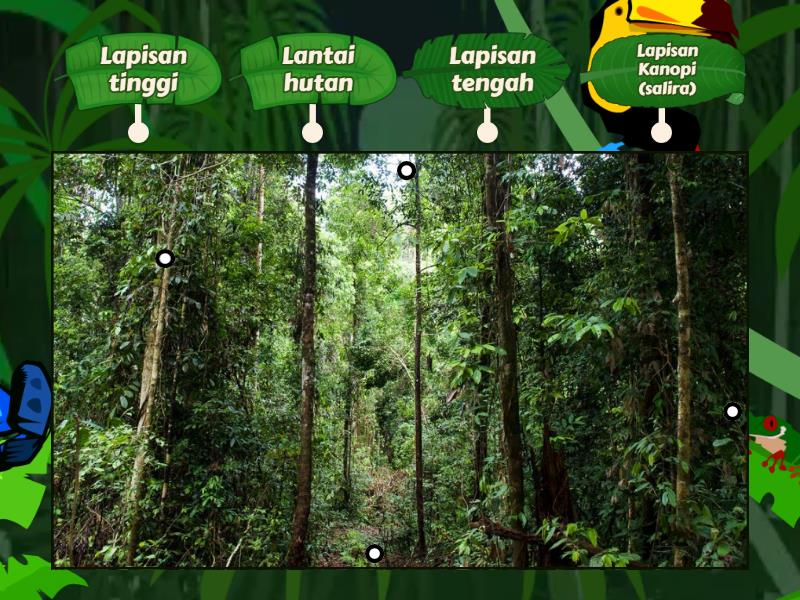 Lapisan Hutan Hujan Tropika Labelled Diagram