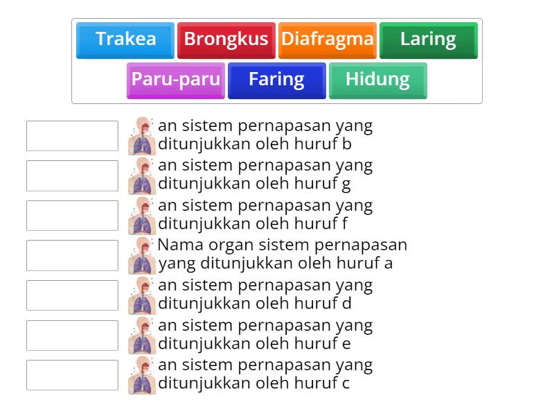 Organ Sistem Pernapasan Manusia Match Up