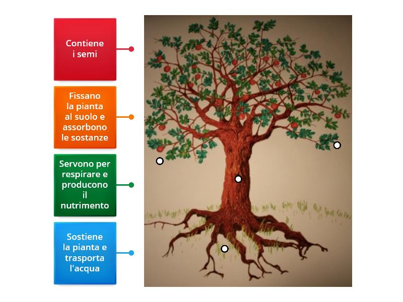 Le Parti Della Pianta Secondo Passaggio Labelled Diagram