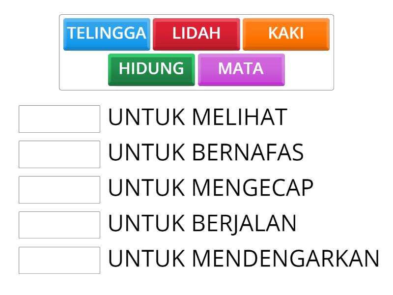 ORGAN TUBUH MANUSIA DAN FUNGSINYA Match Up