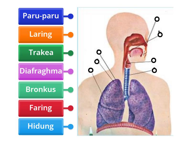 Organ Pernapasan Manusia Kelas 5 Labelled Diagram