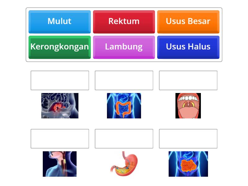 Organ Organ Sistem Pencernaan Match Up