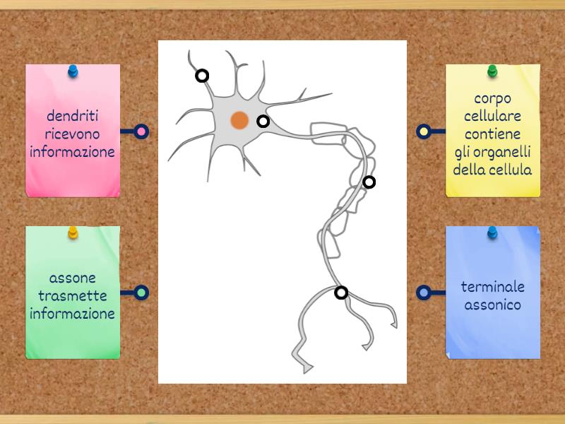 Neurone Labelled Diagram