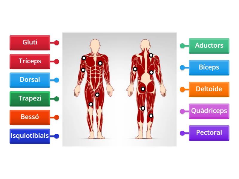 Músculs del cos humà Diagrama con etiquetas