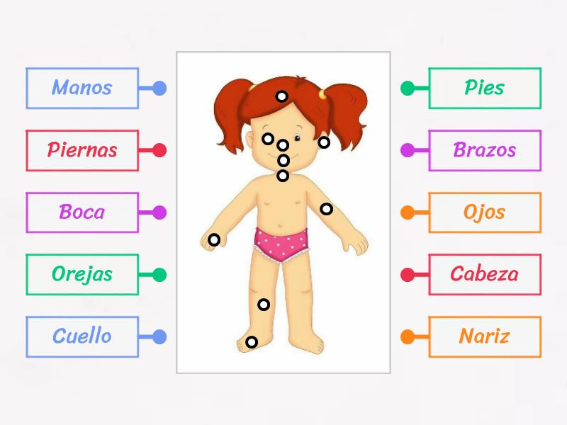 Partes Del Cuerpo Humano Labelled Diagram