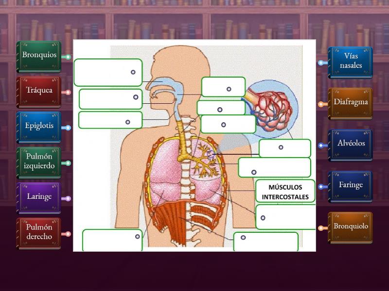 Identifica Las Partes Del Sistema Respiratorio Diagrama Con Etiquetas