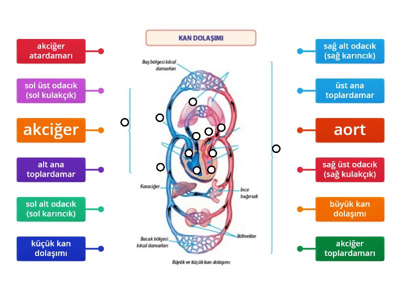 Büyük ve Küçük Kan Dolaşımı Labelled diagram