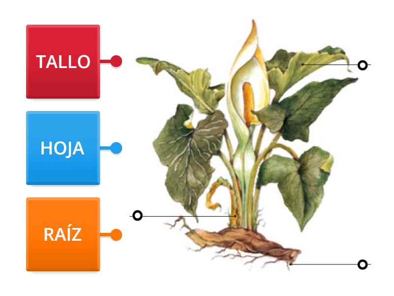 Estructura Y Necesidades De Las Plantas