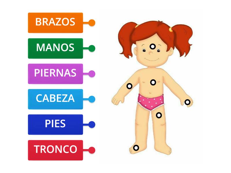 LAS PARTES DEL CUERPO HUMANO Labelled Diagram