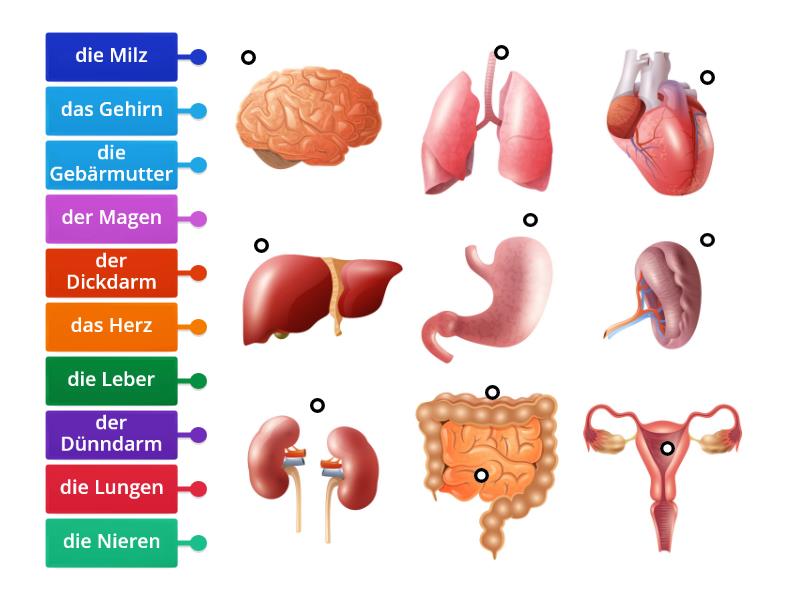 Organe Labelled Diagram