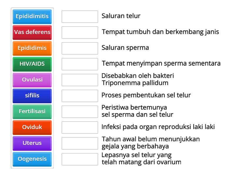 SISTEM REPRODUKSI MANUSIA Match Up