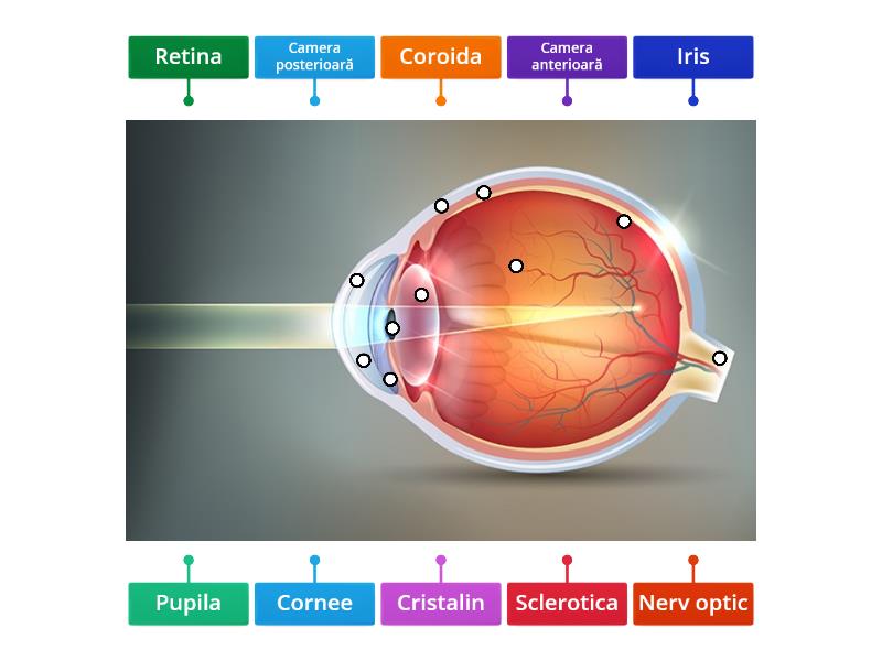 Structura Globului Ocular AT Labelled Diagram