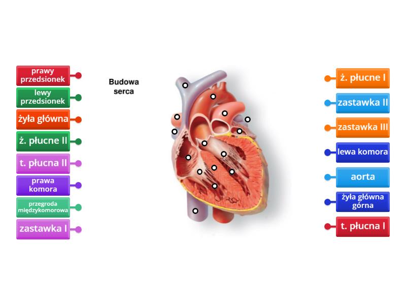 Budowa Serca Labelled Diagram