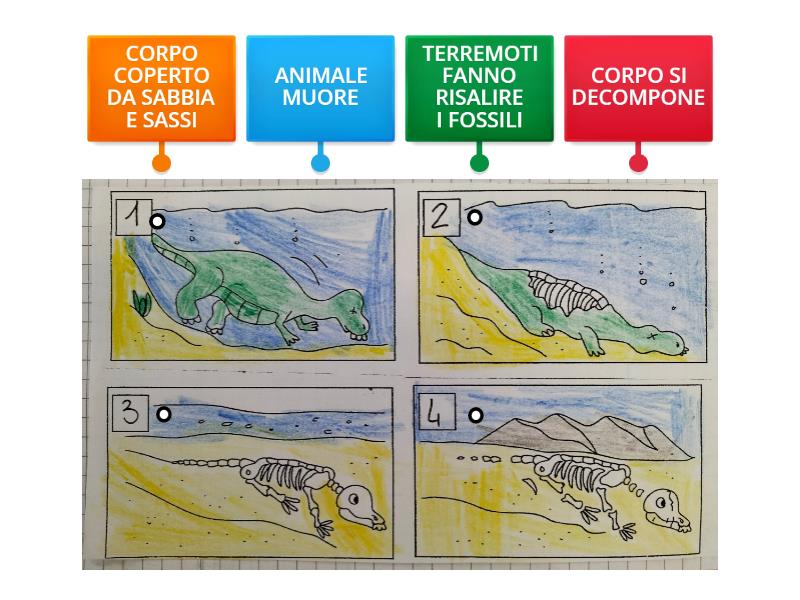 COME SI FORMANO I FOSSILI 2 Labelled Diagram