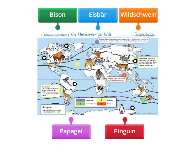 Klimazonen Tiere Labelled Diagram