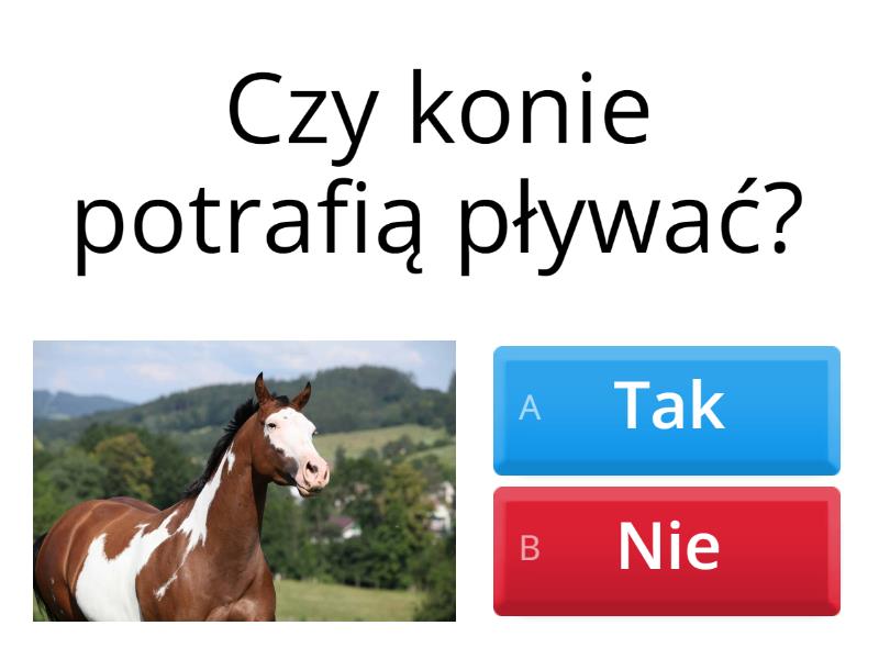 Wielki O Koniach Quiz