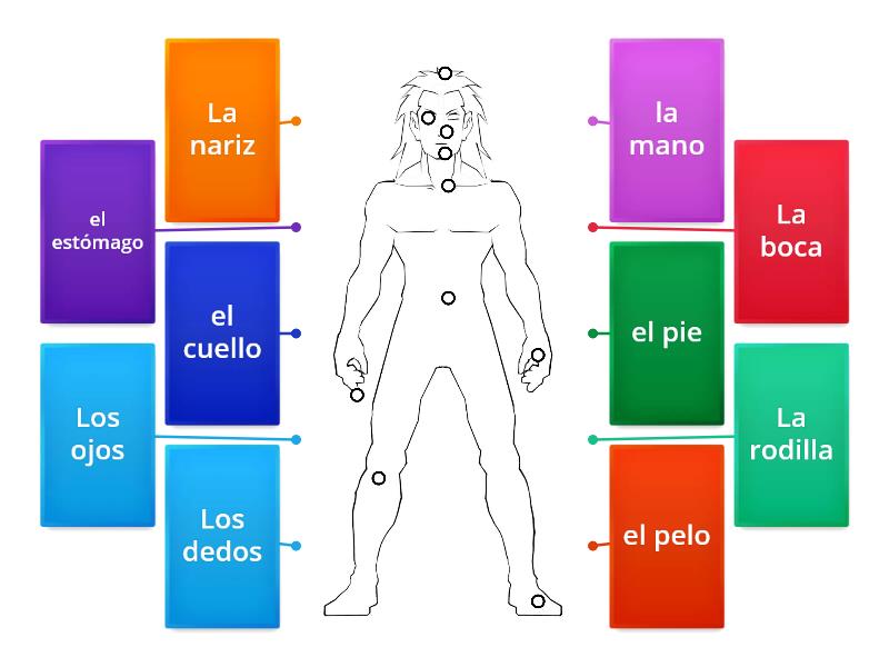 Las Partes Del Cuerpo Immagini Con Bollini