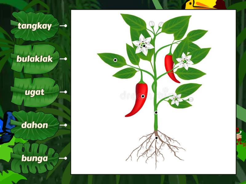 Mga Bahagi Ng Halaman Isim Labelled Diagram