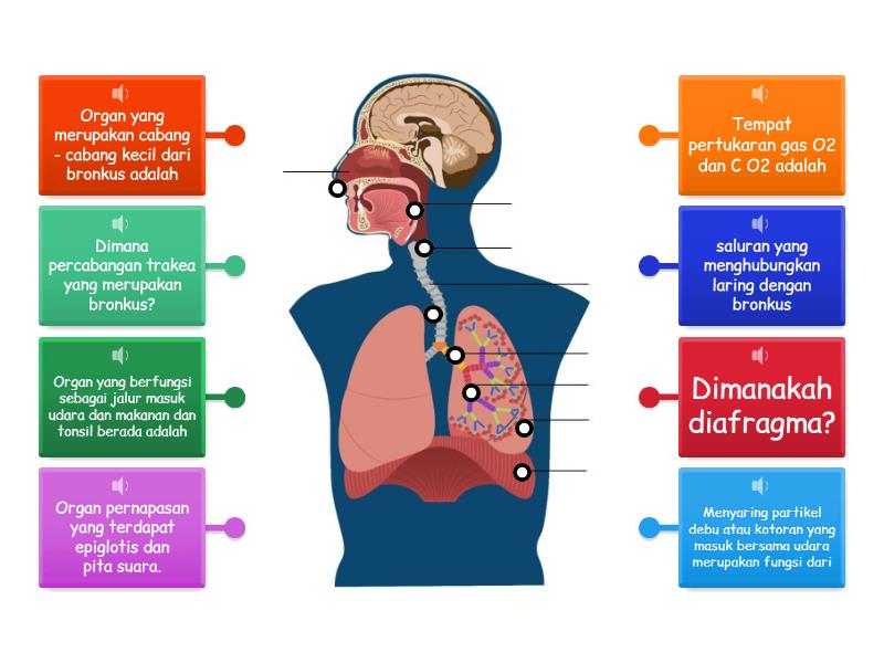 MPI Sistem Pernapasan Manusia Labelled Diagram