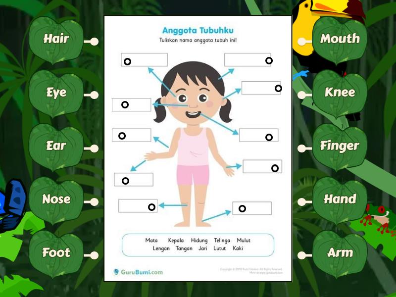Nama Nama Anggota Tubuh Labelled Diagram