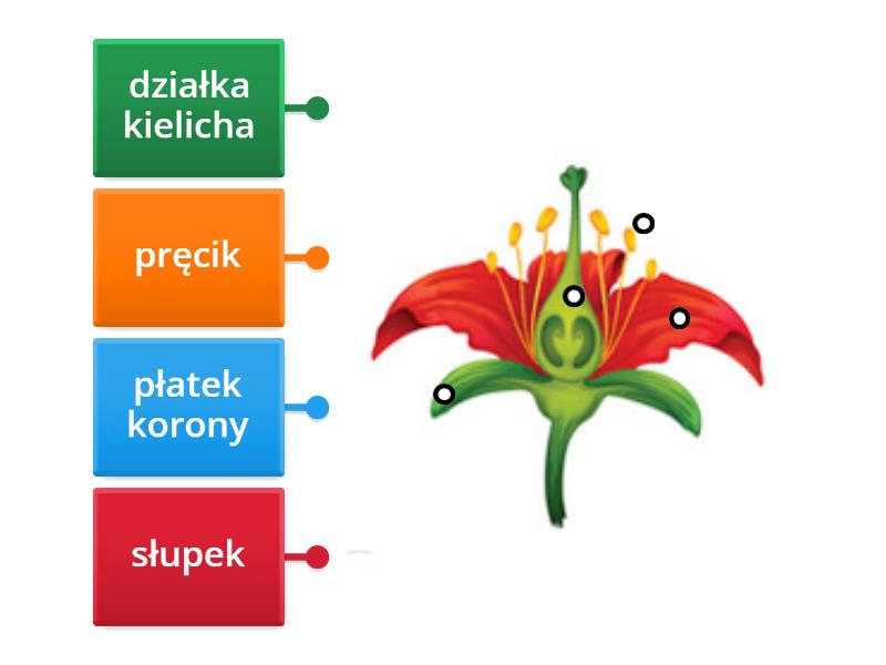 Budowa Kwiatu Labelled Diagram