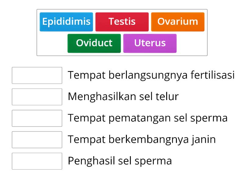 Berikut Organ Reproduksi Dan Fungsinya Match Up