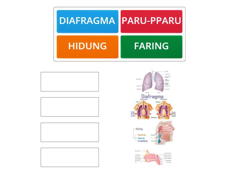 ORGAN PERNAPASAN MANUSIA Match Up