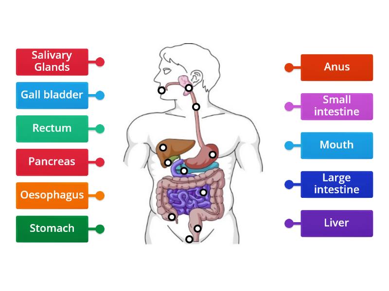 Alimentary Canal Labelled Diagram