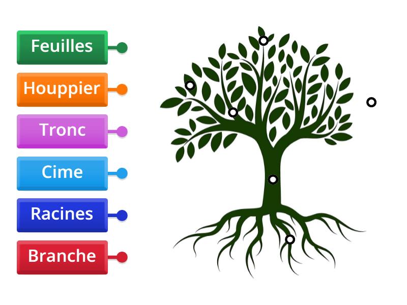 Les Parties D Un Arbre Diagrama Con Etiquetas