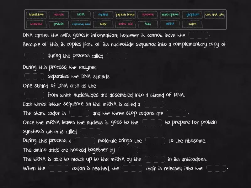 Protein Synthesis Vocabulary Activity Complete The Sentence