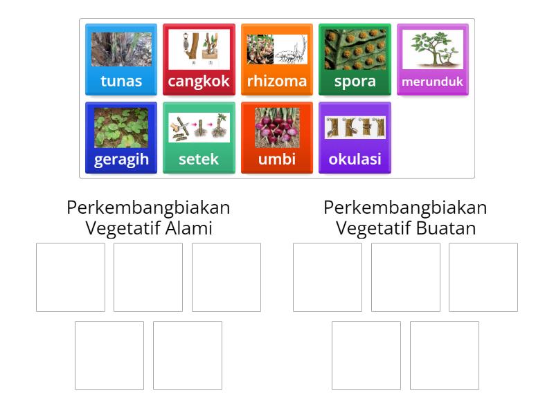 Cara Perkembangbiakan Vegetatif Alami Dan Buatan Group Sort