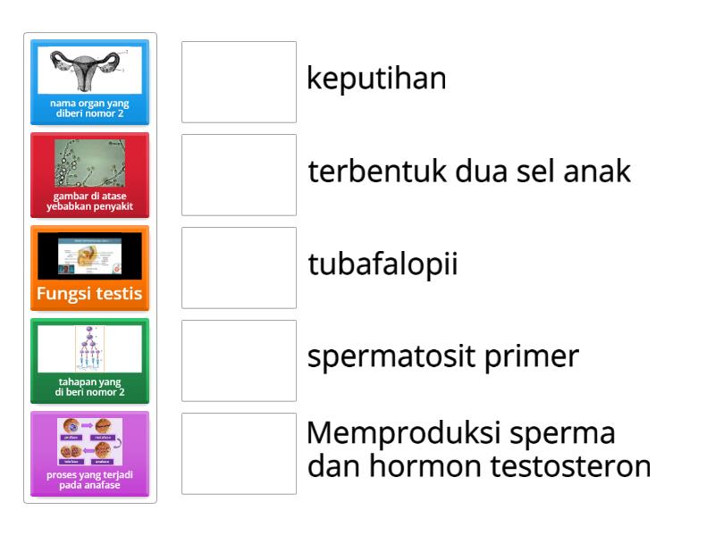 Sistem Reproduksi Manusia Match Up