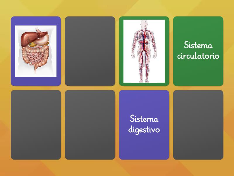 Sistemas Del Cuerpo Humano Sistemas Del Cuerpo Humano Sistemas Del